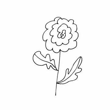 Vector single flower hand drawn. A simple illustration of a doodle Stock Illustration