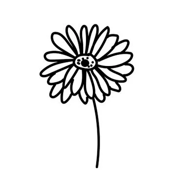 Vector single Gerbera. Botanical illustration doodle black line art Stock Illustration