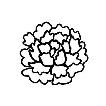 Vector single Peony. Botanical illustration doodle black line art Stock Illustration