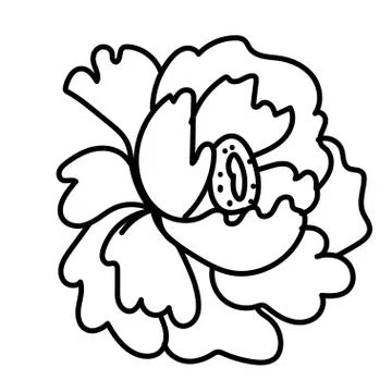 Vector single Peony. Botanical illustration doodle black line art Stock Illustration