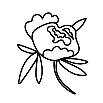 Vector single Peony. Botanical illustration doodle black line art Stock Illustration
