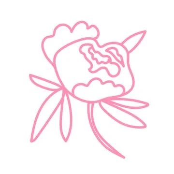 Vector single Peony. Botanical illustration doodle pink line art Stock Illustration
