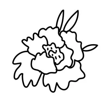 Vector single Peony. Botanical illustration doodle black line art Stock Illustration
