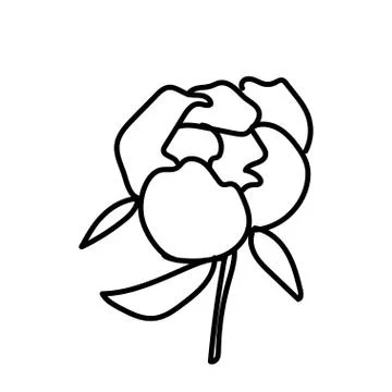 Vector single Peony. Botanical illustration doodle black line art Stock Illustration