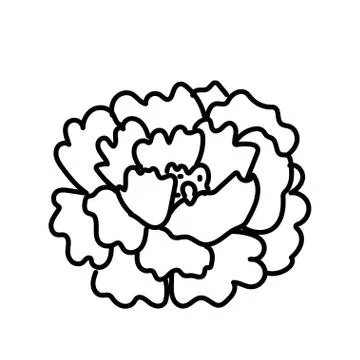 Vector single Peony. Botanical illustration doodle black line art Stock Illustration