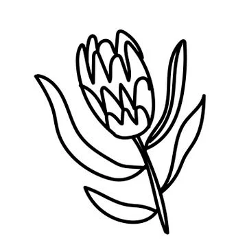 Vector single Protea. Botanical illustration doodle black line art Stock Illustration