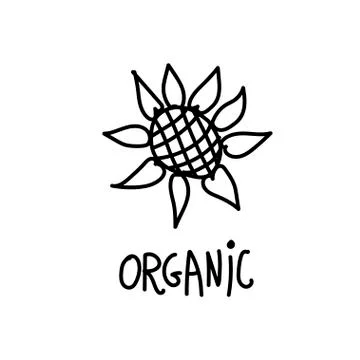 Vector single sunflower. Ecological illustration doodle black line Stock Illustration