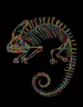 Vector skeleton of a chameleon in colors over black Stock Illustration