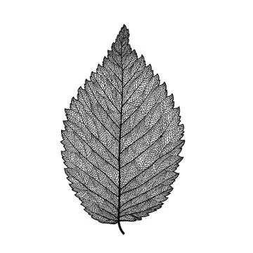 Vector skeletonized leaf Stock Illustration