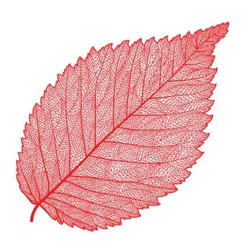 Vector skeletonized leaf Stock Illustration