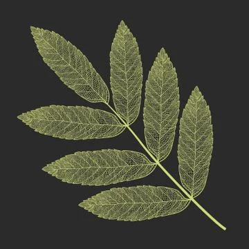 Vector skeletonized leaf Stock Illustration