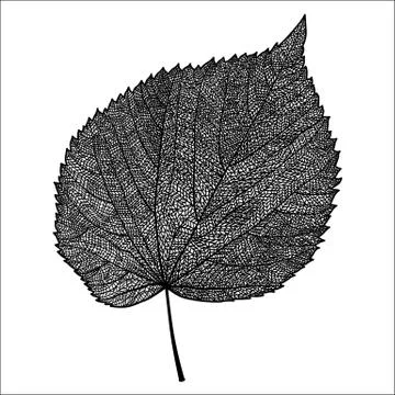 Vector skeletonized leaf Stock Illustration