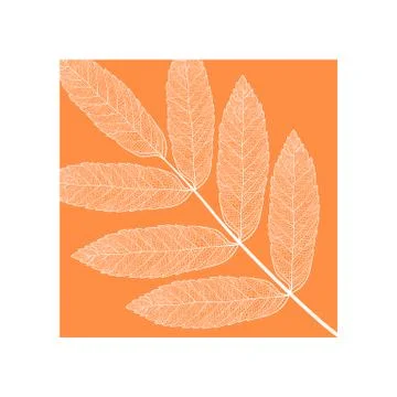 Vector skeletonized leaf Illustrazione stock