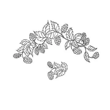 Vector sketch branch of hops. Symbol brewing and main component in preparation Stock Illustration