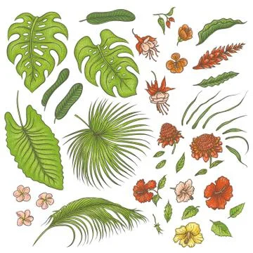Vector sketch colored texture set of isolated elements. Green leaves of tropical イラスト素材