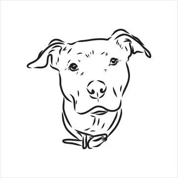 Vector sketch drawing pitbull barking pit bull terrier dog vector Stock Illustration