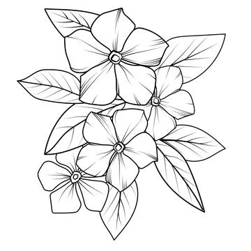 Vector sketch of flowers. periwinkle line drawings, hand-painted Madagascar Stock Illustration