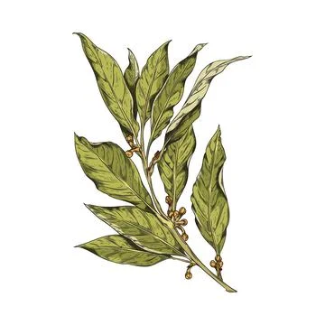 Vector sketch fragrant bay leave isolated illustration, dry branch of bay leaf Stock Illustration