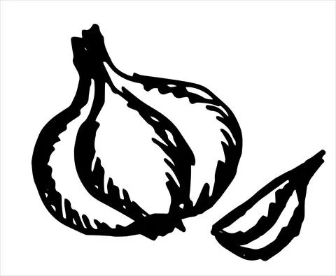 Vector sketch of garlic isolated on white background Stock Illustration