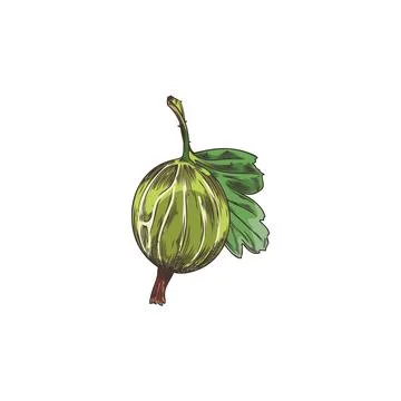 Vector sketch of a gooseberry berry with a small leaf on a white background Stock Illustration