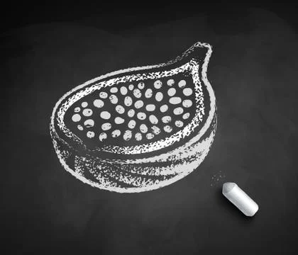 Vector sketch of half of Fig Stock Illustration