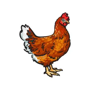 Vector sketch hand drawn chicken isolated Stock Illustration