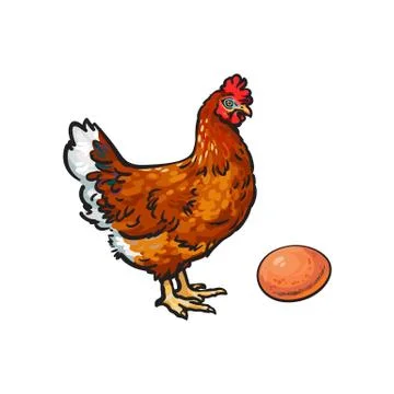 Vector sketch hand drawn chicken, egg isolated Illustrazione stock