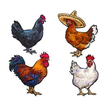 Vector sketch hand drawn chicken set isolated 스톡 일러스트