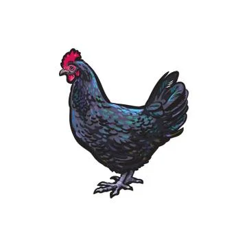 Vector sketch hand drawn chicken isolated Ilustração Stock