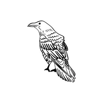 Vector sketch hand drawn crow silhouette, line art Stock Illustration