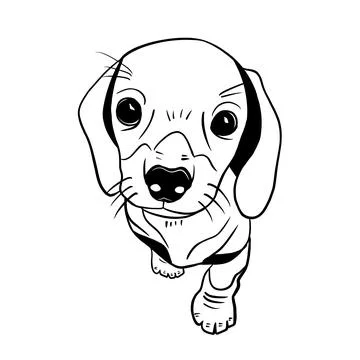 Vector sketch hand drawn cute dachshund puppy Stock Illustration