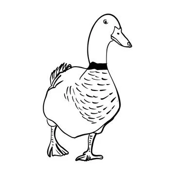 Vector sketch hand drawn duck silhouette,line art Stock Illustration