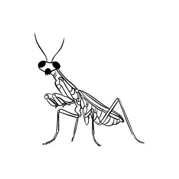 Vector sketch hand drawn grasshopper silhouette, doodle art with black lines Stock Illustration