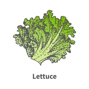 Vector sketch hand-drawn green lettuce Stock Illustration