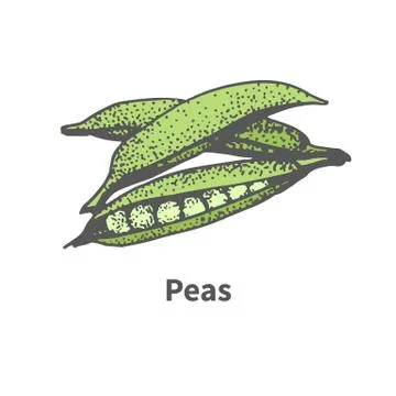 Vector sketch hand-drawn green pea pod Stock Illustration