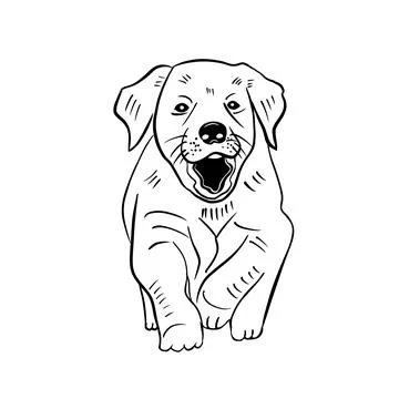 Vector sketch hand drawn labrador puppy Stock Illustration