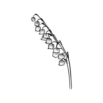 Vector sketch hand drawn lily of the valley silhouette,line art with black lines Stock Illustration