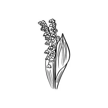 Vector sketch hand drawn lily of the valley silhouette,doodle art with black Stock Illustration
