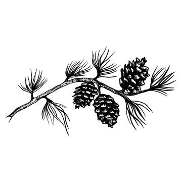 Vector sketch hand drawn pine cones on a branch, line art Stock Illustration