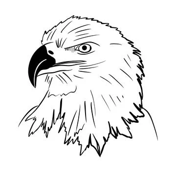 Vector sketch hand drawn profile of an eagle, line art Illustrazione stock