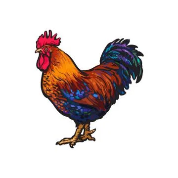 Vector sketch hand drawn rooster isolated Illustrazione stock