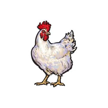 Vector sketch hand drawn rooster isolated Stock Illustration