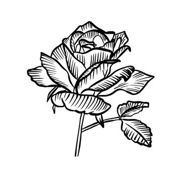 Vector sketch hand drawn rose bud silhouette ,line art Stock Illustration