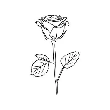 Vector sketch hand drawn rose silhouette ,line art with black lines Stock Illustration