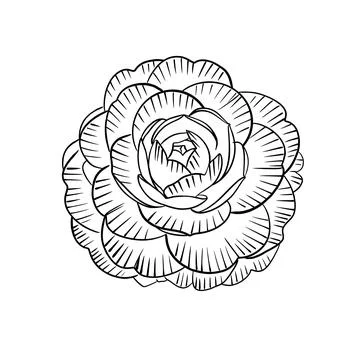 Vector sketch hand drawn silhouette of opened flower bud ,line art Stock Illustration