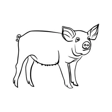 Vector sketch hand drawn silhouette of a pig, line art Illustrazione stock