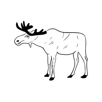 Vector sketch hand drawn silhouette of a moose, line art Stock Illustration