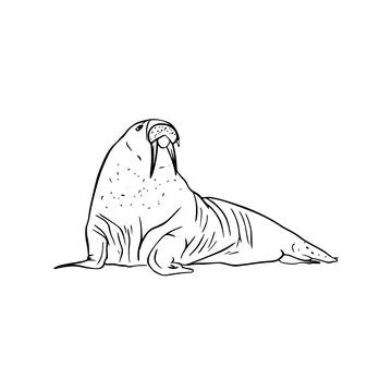 Vector sketch hand drawn silhouette of a walrus, line art Stock Illustration