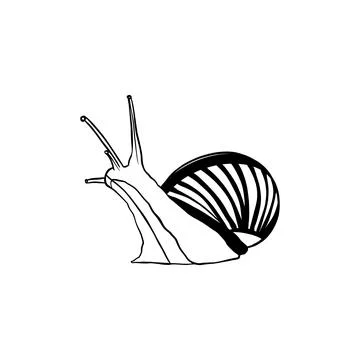 Vector sketch hand drawn snail silhouette ,doodle art Stock Illustration
