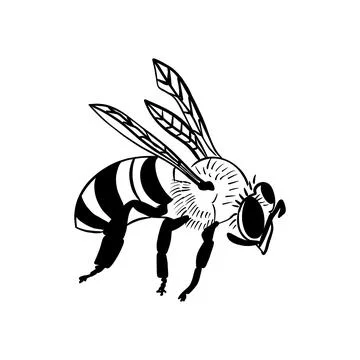 Vector sketch hand drawn wasp silhouette, doodle art with black lines Stock Illustration